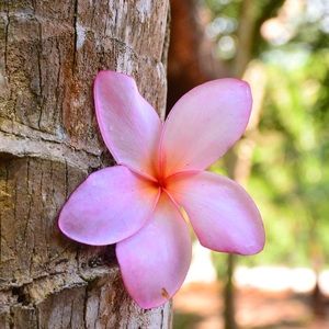 Meet your Posher, Carol